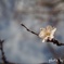 十月桜