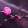 寒紅梅