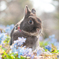 うさぎと春