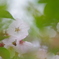 残花