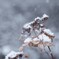 庭にも初雪