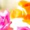 Yellow Rose