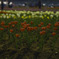 Red & Green + Yellow
