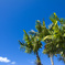 GUAM_W077