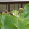 P915076202