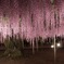 藤の大木
