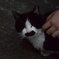 チョビひげ君