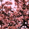 寒桜