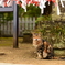 福猫