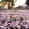 桜地