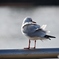 見返り美鳥