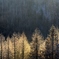 冬の背景光