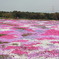 芝桜