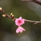 春