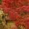 紅葉狩り