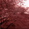 街灯隣桜