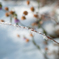 SDIM1326