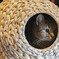 猫カフェにて　８