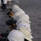 ヘルメット整列？
