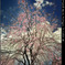 枝垂桜2