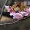 雨の後の桜- cherry blossoms after rain- ①