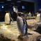 本物です。海響館 ペンギン