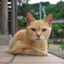 猫島猫20