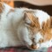 眠りネコ