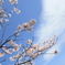 春日和