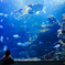 Aquarium World...