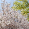 桜と緑葉