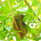 Tarsier