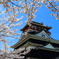 清洲城と桜