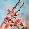 HELIOS-44M 試写 1