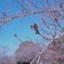 桜の蕾