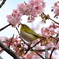 2月・寒桜・メジロ