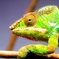 学名： Furcifer pardalis