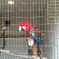 派手な鳥