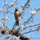 花鳥風月