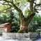 sacred tree