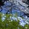 ハナニラと桜