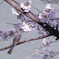 花鳥