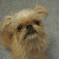 Brussels Griffon