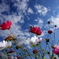cosmos05