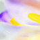 Crocus