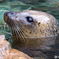 水族館-4.しろたん本物