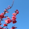 早咲きの紅梅