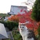 京都にゃんこ