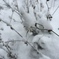 八代 ワタ雪