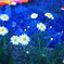 Marguerite'